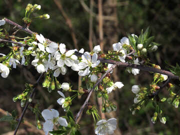 Branche florifère de cerise №24026