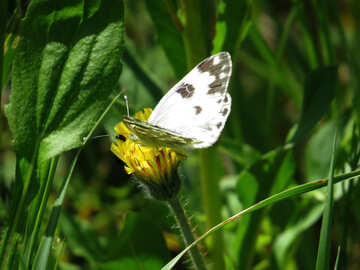 Weißer Schmetterling №24649