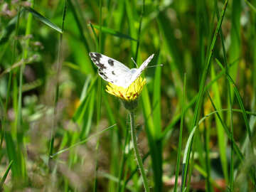 Mariposa blanca en flor №24652