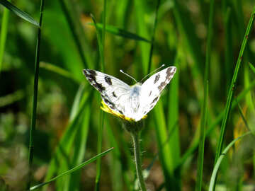 White butterfly on flower №24653