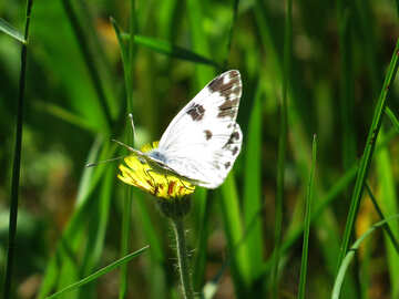 Schmetterling auf gelbe Blume №24654