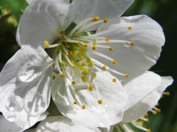 Flor de cerejeira №24071