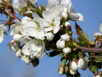 Cherry blossom №24448