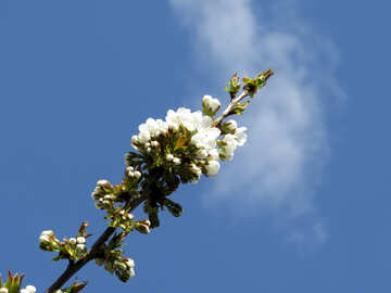 Flor de cerezo №24454