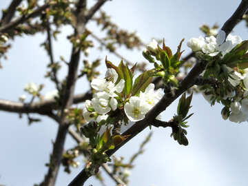 Pomar de cerejeiras em flor №24453