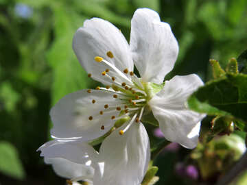 Cerejeiras em flor №24063