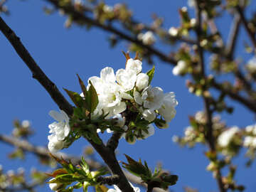 Fleurs de cerisier №24464