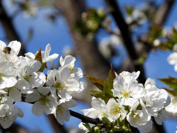Fleurs de cerisier №24474