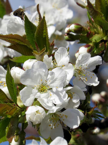 Flores de cerezo №24484