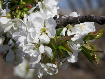 Grandes flores de cerezo №24502