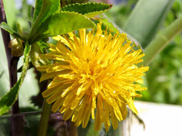 Yellow dandelion flower №24045