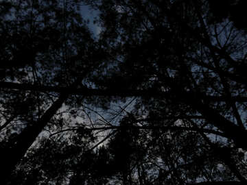 Noche en el bosque №24807