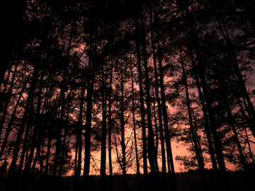 Sonnenuntergang im Wald №24808