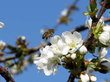 Biene fliegen für Nektar №24438