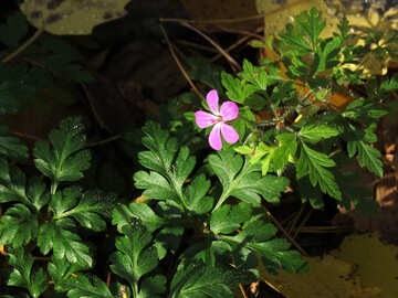Kleine Blume im Wald №24885