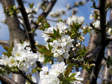 Flores blancas en árbol №24489
