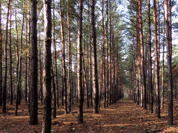Serie forestal №24859