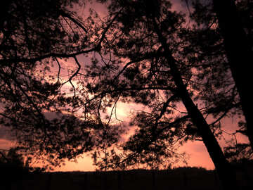 Wald-Sonnenuntergang