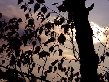 Sonnenuntergang in herbstliche Wald №24804