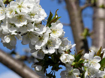 Aroma of flowering tree