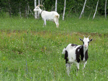  goats №24165