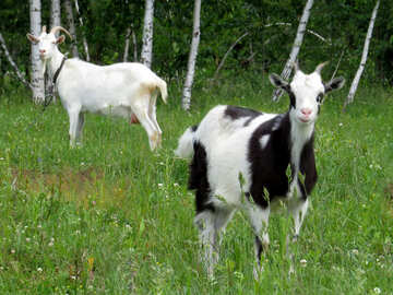 Goats №24166