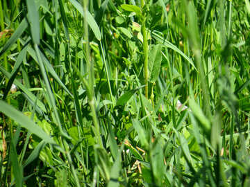 Tall grass №24991
