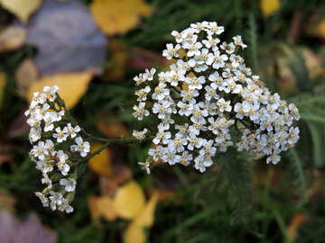 Blütenstand von weißen Blumen №24907