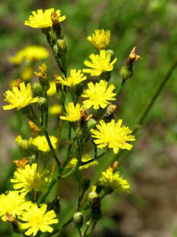 Small yellow flowers №24931