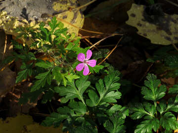 Tiny flower №24884