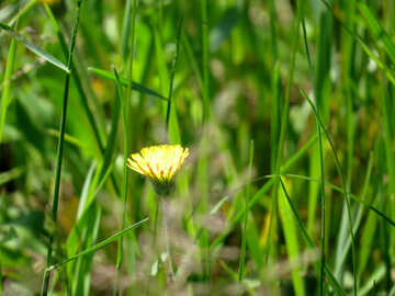 Жовта квітка в траві №24651