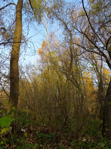 Im Herbst Wald №24895