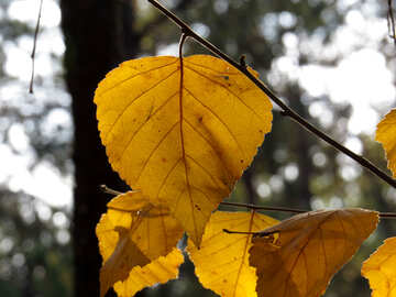 Yellow leaf №24869
