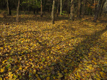 Autumn leaves №24890