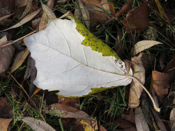 Autumn leaf №24902