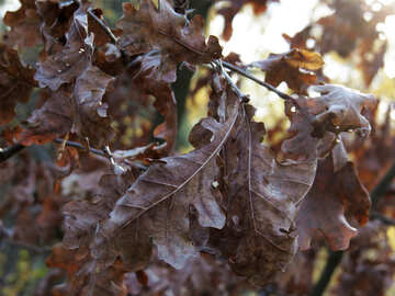Twisted leaves №24906