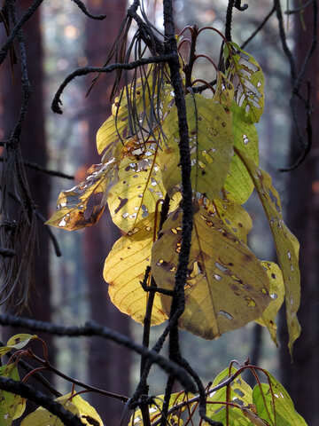 Old leaves №24867