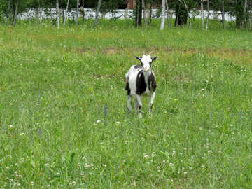 Goat on meadow №24170