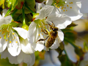 Una abeja recoge miel №24441