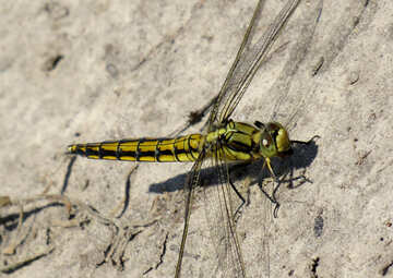 Big eyes dragonfly №24965