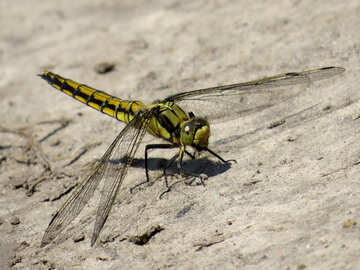 Dragonfly №24959