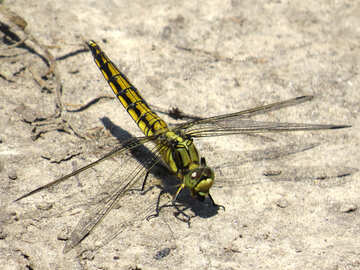 Dragonfly  №24964