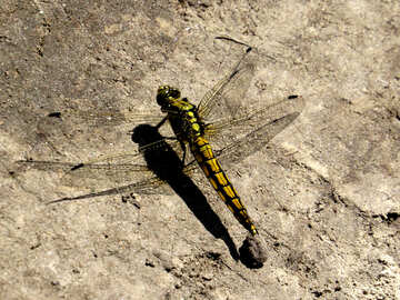 Dragonfly basking in the sun №24973