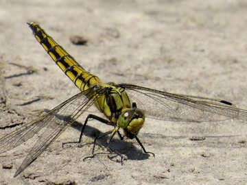 Dragonfly eyes №24962