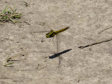 Libelle fliegt über land №24975