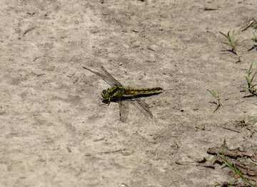 Libelle auf dem Boden №24974