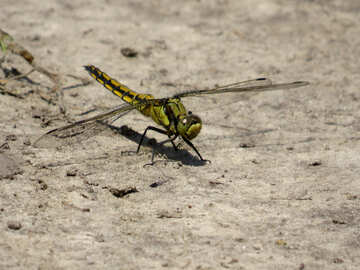 Green dragonfly №24955