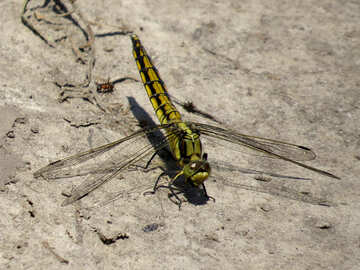 Large dragonfly №24966