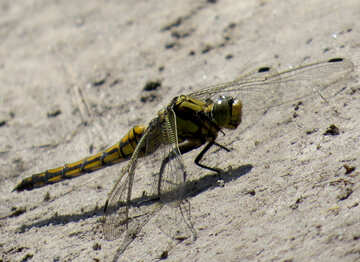 Large dragonfly №24971