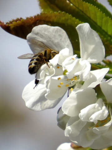 Bee №24449
